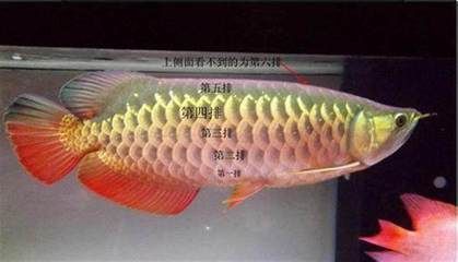 金龍魚比賽評(píng)判標(biāo)準(zhǔn)是什么