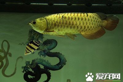 龍魚(yú)怎樣混養(yǎng)才不打架