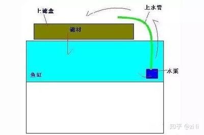 養(yǎng)龍魚濾材多久換一次