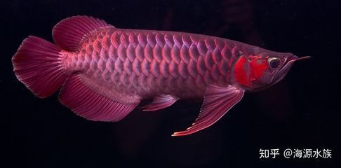 森森 803 改裝 森森魚(yú)缸