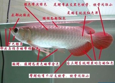 龍魚體表有紅斑 龍魚百科