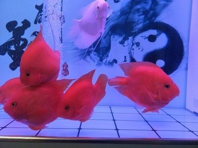 森森和yee魚缸哪個好 森森魚缸