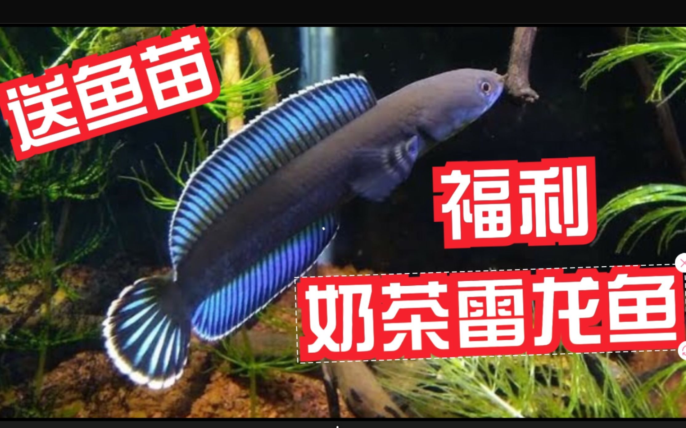 奶茶雷龍魚可以和什么魚混養(yǎng)