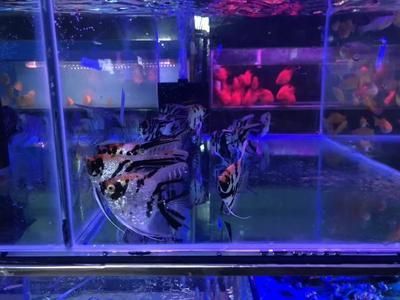 鄂州水族批發(fā)市場 全國觀賞魚市場 第2張