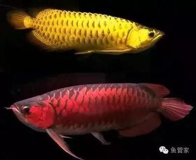 龍魚為什么總在上面游 龍魚百科