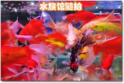 安陽水族批發(fā)市場 全國觀賞魚市場 第3張