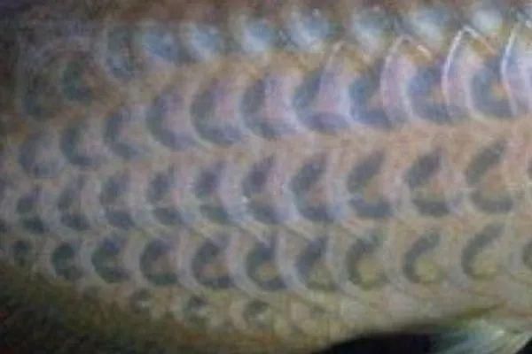 龍魚鱗片有黑斑怎么治療好 龍魚百科 第3張 龍魚鱗片有黑斑怎么治療好 龍魚百科 第3張