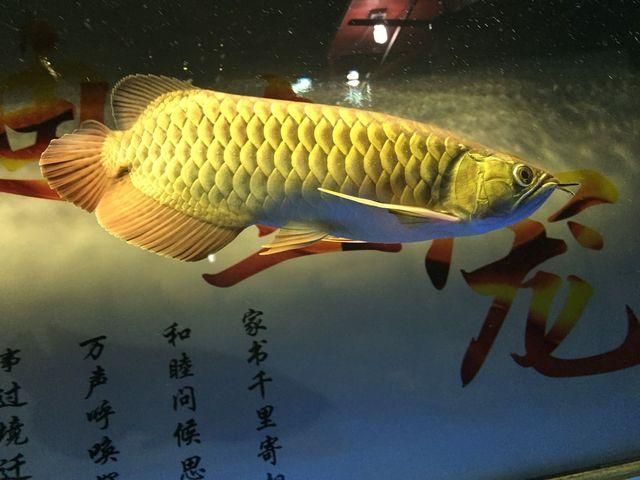 金龍魚詩詞怎么形容