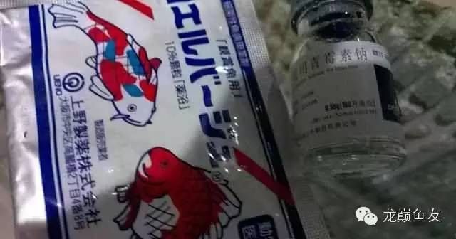 龍魚能不能用青霉素