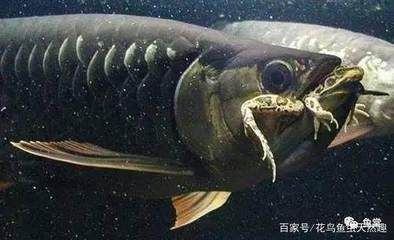 龍魚身上長霉菌