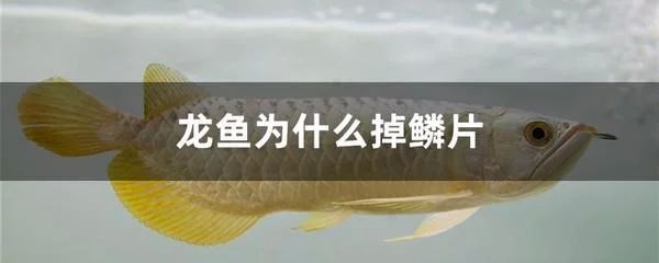 龍魚(yú)掉了一片鱗要升溫加鹽嗎