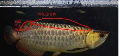 龍魚掉鱗片的處理方法 龍魚百科 第2張