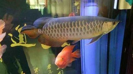 養(yǎng)龍魚的禁忌