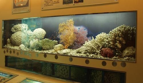 張家界水族批發(fā)市場