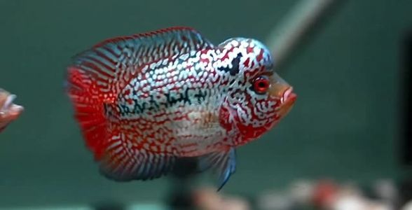 泰國金花羅漢魚批發(fā)：優(yōu)選品質(zhì)，打造獨(dú)特水族景觀