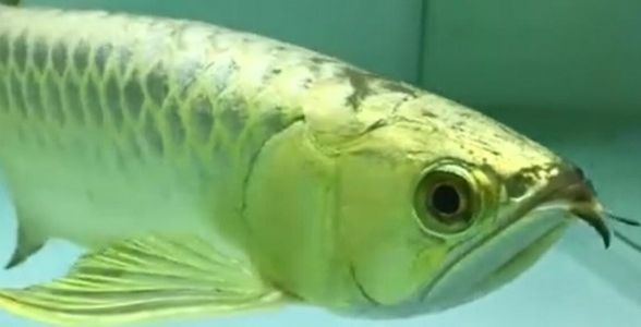 金頭過(guò)背金龍魚：水族箱中的奢華珍寶