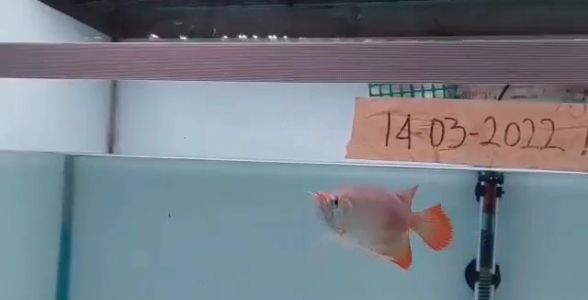 印尼魚場自選紅龍福龍魚：源自印尼，品質(zhì)之選，福運隨之來