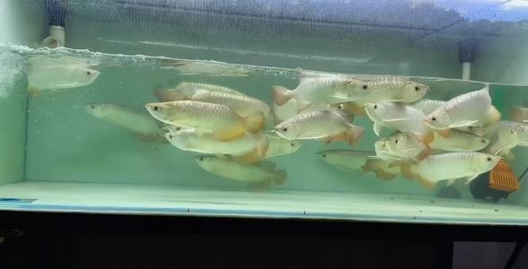 過(guò)背金龍魚：水族界的璀璨明珠