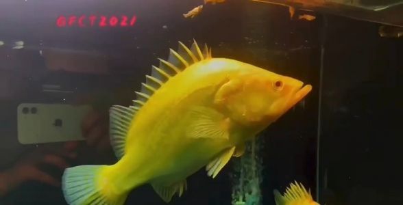 赤焰中國虎魚：水族箱中的“火焰戰(zhàn)士”