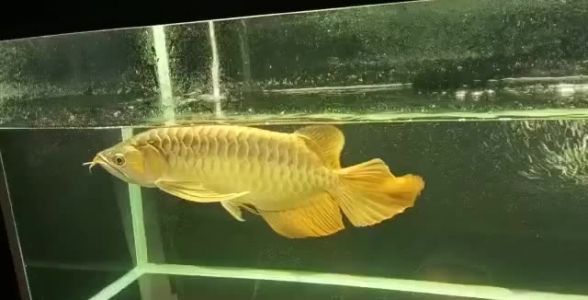 大湖紅龍魚(yú)，印尼魚(yú)場(chǎng)直供，品質(zhì)卓越