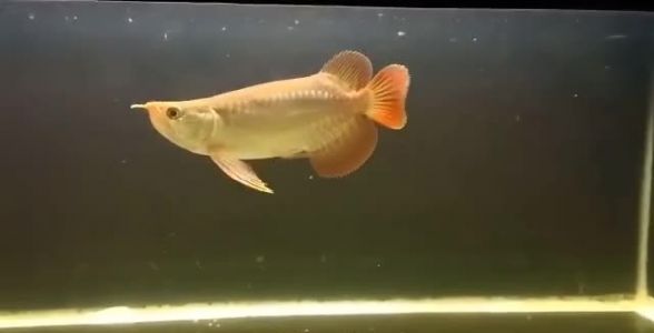 短身紅龍魚：別樣的紅龍魅力 紅龍魚