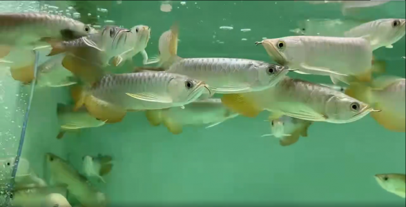 B級過背金龍魚：璀璨如星的觀賞珍品，水族箱中的亮眼存在