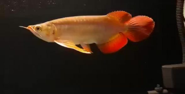 大尾巴紅龍魚(yú)，飄逸尾鰭，彰顯熱帶魚(yú)王者風(fēng)范