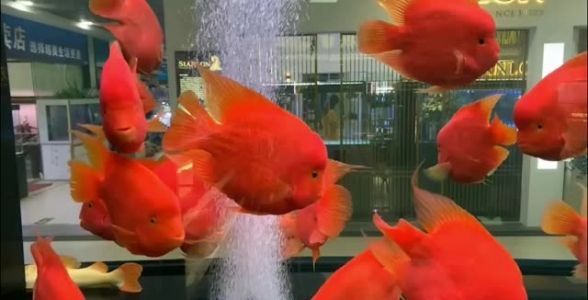 財(cái)神鸚鵡魚：水族箱中的吉祥象征與獨(dú)特魅力