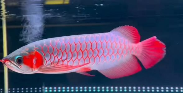 絕美品相：白玉紅龍魚，高貴典雅，水族翹楚 紅龍魚