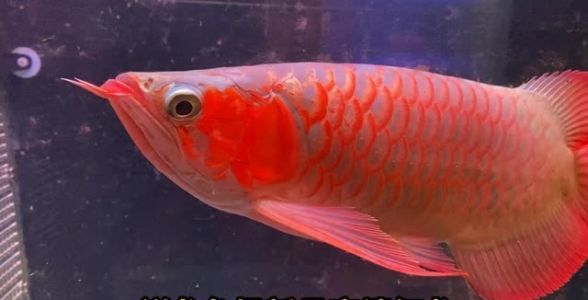 祥龍魚(yú)場(chǎng)超血紅龍魚(yú)：珍稀之巔，水族世界的璀璨瑰寶