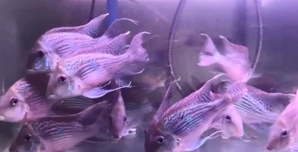 斯維尼關刀魚：熱帶魚中的優(yōu)雅舞者，水族箱中的璀璨明星