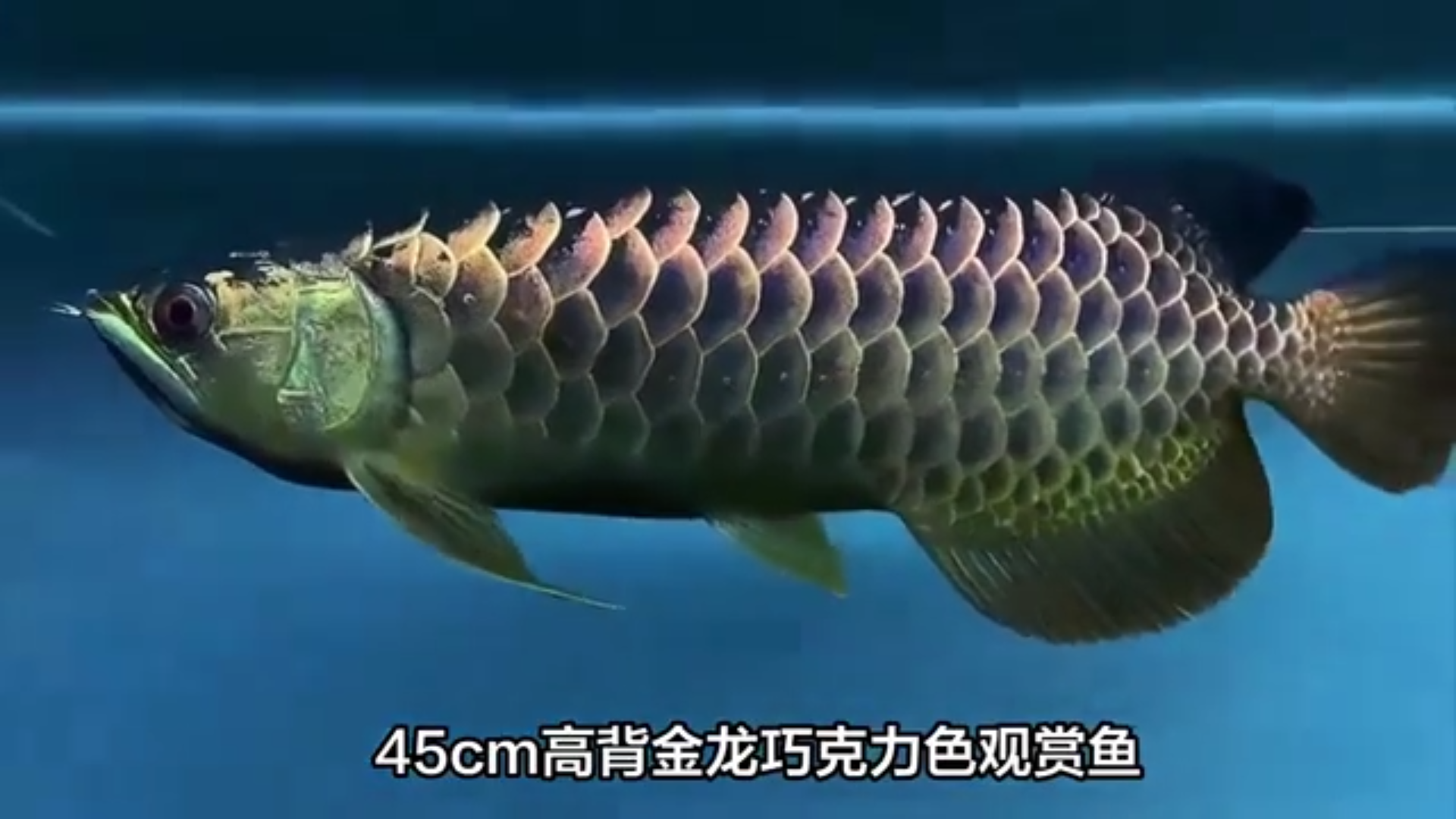 全盔金頭過(guò)背魚與巧克力過(guò)背金龍魚：水族界的至尊珍品，探尋最貴金龍魚的奢華與獨(dú)特