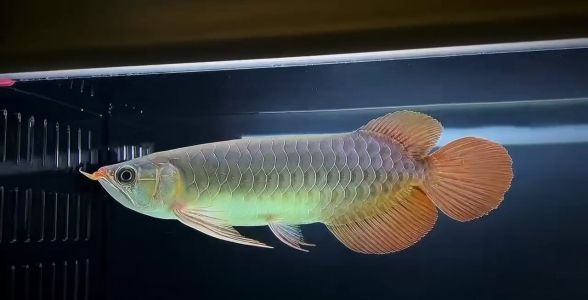 綠皮辣椒紅龍魚：獨特魅力引領(lǐng)熱帶魚新潮流