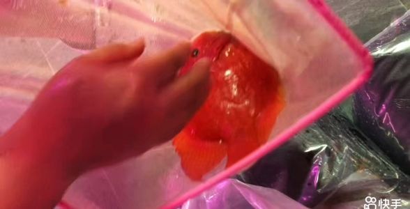 元寶鸚鵡魚：水族箱中的“財富象征”與飼養(yǎng)秘籍