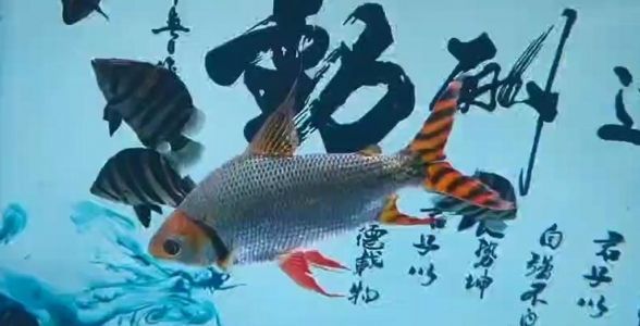 飛鳳魚：熱帶魚中的優(yōu)雅舞者，水族箱中的璀璨明星