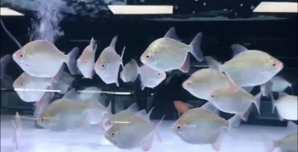 麥肯斯銀版魚：獨特魅力的觀賞魚新星 麥肯斯銀版魚