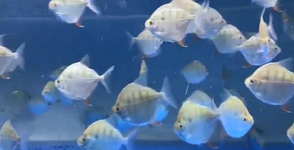 虎紋銀版魚(yú)：獨(dú)特虎紋魅力四溢，打造水族箱的野性之美 混養(yǎng)魚(yú)（配魚(yú)）