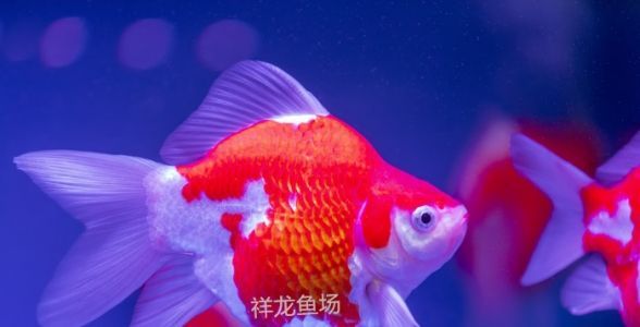 玉鯖錦鯉魚：珍稀觀賞魚的養(yǎng)殖與鑒賞全攻略 混養(yǎng)魚（配魚）