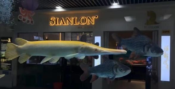 皇家火箭魚：獨(dú)特魅力、飼養(yǎng)技巧與市場前景，打造水族箱中的奢華明星