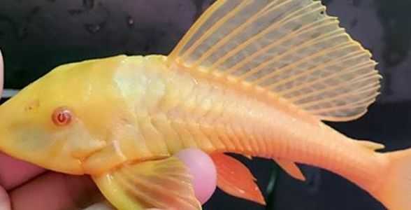 女王大帆魚：優(yōu)雅水中的皇后，引領(lǐng)水族新風尚