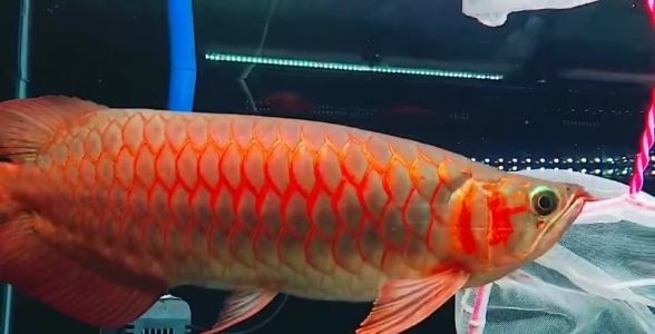 翹頭戰(zhàn)車紅龍魚：優(yōu)雅體型下掛胸鰭，驚艷水族之選