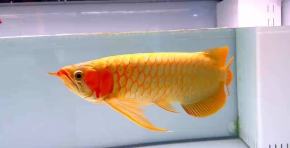 賽級紅龍魚，品質(zhì)卓越，水族賽場之星