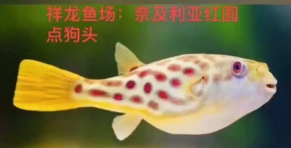 奈及利亞紅圓點(diǎn)狗頭：珍稀水族瑰寶，深入探秘其魅力與養(yǎng)護(hù)秘訣