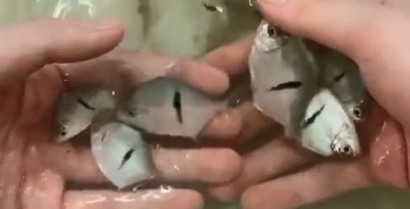 細線銀版魚：精致與典雅的完美結合，水族箱中的新星