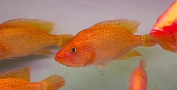 紅老虎魚：水族箱中的紅色霸主，力與美的完美結(jié)合