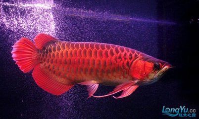 紅龍魚開燈多長時間喂食一次