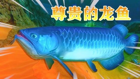 龍魚(yú)吃蜜蜂嗎