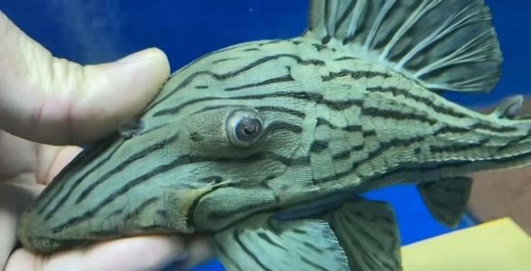 綠皮皇冠豹魚：獨(dú)特綠色魅力，水族箱中的綠色精靈