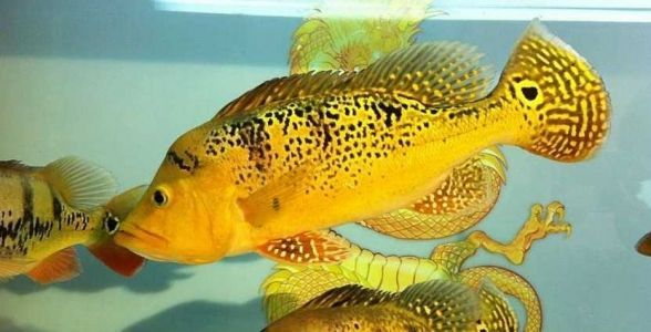 巴西亞魚：熱帶水族箱的明星，探秘其獨(dú)特魅力與飼養(yǎng)之道