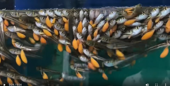 銀龍苗：未來銀色巨龍的起點，水族新寵的成長之旅